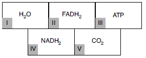 YGS Canlılarda Solunum: Enerjinin Açığa Çıkışı Test 2