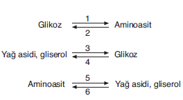 YGS Canlıların Temel Bileşenleri Soruları Test 3 