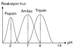 YGS Canlıların Temel Bileşenleri Soruları Test 4