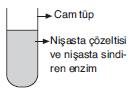 YGS Canlıların Temel Bileşenleri Soruları test 7