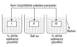 YGS Hücre Soruları Test 2