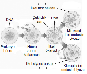 YGS Hücre Soruları Test 6